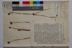 Dianthus hyalolepis Acht. & Lindt. [ SOMXXXXX0100] (c) Institute of Biodiversity and Ecosystem Research, BAS — Vascular Plants and Mosses Collections (SOM)