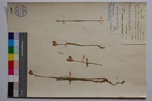 Dianthus hyalolepis Acht. & Lindt. var. gracilis Acht. & LIndt. [ SOMXXXXX0101] (2) (c) Institute of Biodiversity and Ecosystem Research, BAS — Vascular Plants and Mosses Collections (SOM)