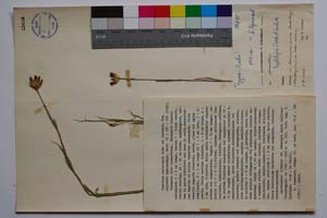 Dianthus hyalolepis Acht. & Lindt. [ SOMXXXXX0102] (c) Institute of Biodiversity and Ecosystem Research, BAS — Vascular Plants and Mosses Collections (SOM)