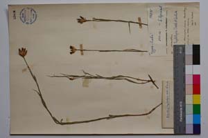 Dianthus hyalolepis Acht. & Lindt. [ SOMXXXXX0102] (2) (c) Institute of Biodiversity and Ecosystem Research, BAS — Vascular Plants and Mosses Collections (SOM)