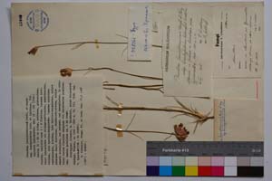 Dianthus leucophoeniceus Dorfl. & Hayek ssp. brachypetalus Acht. & Lindt. [ SOMXXXXX0103] (c) Institute of Biodiversity and Ecosystem Research, BAS — Vascular Plants and Mosses Collections (SOM)