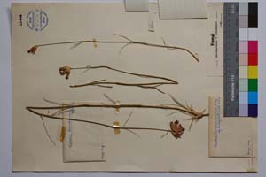 Dianthus leucophoeniceus Dorfl. & Hayek ssp. brachypetalus Acht. & Lindt. [ SOMXXXXX0103] (2) (c) Institute of Biodiversity and Ecosystem Research, BAS — Vascular Plants and Mosses Collections (SOM)