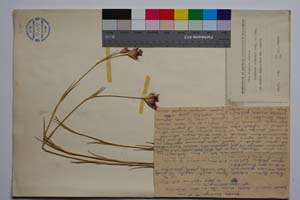 Dianthus urumovii Stoj. & Acht. [ SOMXXXXX0105] (c) Institute of Biodiversity and Ecosystem Research, BAS — Vascular Plants and Mosses Collections (SOM)