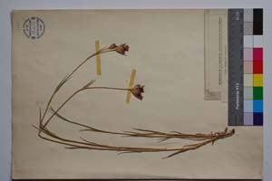 Dianthus urumovii Stoj. & Acht. [ SOMXXXXX0105] (2) (c) Institute of Biodiversity and Ecosystem Research, BAS — Vascular Plants and Mosses Collections (SOM)