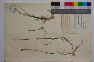 Dianthus xanthianus Dav. [ SOMXXXXX0107] (2) (c) Institute of Biodiversity and Ecosystem Research, BAS — Vascular Plants and Mosses Collections (SOM)
