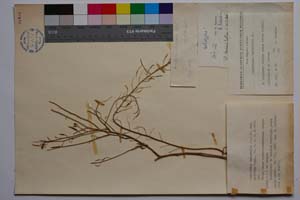 Diplotaxis tenuifolia (L.) DC. var. maritima Kuzm. [ SOMXXXXX0108] (c) Institute of Biodiversity and Ecosystem Research, BAS — Vascular Plants and Mosses Collections (SOM)