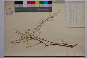 Diplotaxis tenuifolia (L.) DC. var. maritima Kuzm. [ SOMXXXXX0108] (2) (c) Institute of Biodiversity and Ecosystem Research, BAS — Vascular Plants and Mosses Collections (SOM)