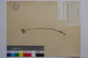 Doronicum caucasicum M. B. f. hirsutior Stoj. & Kitan. [ SOMXXXXX0109] (c) Institute of Biodiversity and Ecosystem Research, BAS — Vascular Plants and Mosses Collections (SOM)