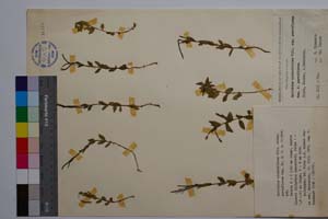 Epilobium alsinifolium Vill. ssp. parviflorum Gan. [ SOMXXXXX0110] (c) Institute of Biodiversity and Ecosystem Research, BAS — Vascular Plants and Mosses Collections (SOM)