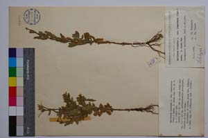 Epilobium hirsutum L. var. tomentosum (Vent.) Boiss. f. minus Gan. [ SOMXXXXX0111] (c) Institute of Biodiversity and Ecosystem Research, BAS — Vascular Plants and Mosses Collections (SOM)