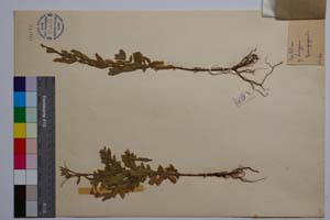 Epilobium hirsutum L. var. tomentosum (Vent.) Boiss. f. minus Gan. [ SOMXXXXX0111] (2) (c) Institute of Biodiversity and Ecosystem Research, BAS — Vascular Plants and Mosses Collections (SOM)