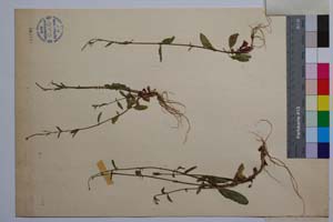 Epilobium lanceolatum Sebasi. & Mauri ssp. parviflorum Gan. [ SOMXXXXX0113] (2) (c) Institute of Biodiversity and Ecosystem Research, BAS — Vascular Plants and Mosses Collections (SOM)