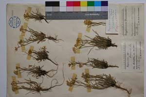Erysimum drenowskii Degen. [ SOMXXXXX0114] (c) Institute of Biodiversity and Ecosystem Research, BAS — Vascular Plants and Mosses Collections (SOM)