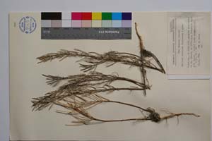 Erysimum pirinicum Polatschek & Anchev [ SOMXXXXX0115] (c) Institute of Biodiversity and Ecosystem Research, BAS — Vascular Plants and Mosses Collections (SOM)