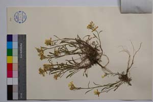 Erysimum pesudoatticum Anchev & Polartschek [ SOMXXXXX0116] (2) (c) Institute of Biodiversity and Ecosystem Research, BAS — Vascular Plants and Mosses Collections (SOM)