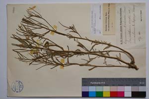Erysimum welcevii Urum. [ SOMXXXXX0118] (c) Institute of Biodiversity and Ecosystem Research, BAS — Vascular Plants and Mosses Collections (SOM)