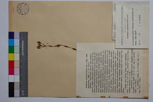 Erythraea purpureo-lutea Dav. [ SOMXXXXX0119] (c) Institute of Biodiversity and Ecosystem Research, BAS — Vascular Plants and Mosses Collections (SOM)