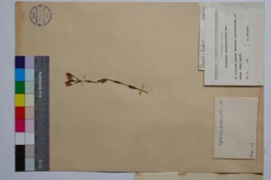 Erythraea purpureo-lutea Dav. [ SOMXXXXX0119] (2) (c) Institute of Biodiversity and Ecosystem Research, BAS — Vascular Plants and Mosses Collections (SOM)