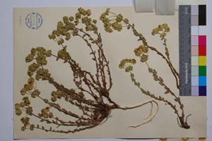 Euphorbia barrelieri Savi ssp. thessala (Form.) Bornm. var. frivaldskyi Kuzm. [ SOMXXXXX0120] (2) (c) Institute of Biodiversity and Ecosystem Research, BAS — Vascular Plants and Mosses Collections (SOM)