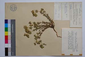 Euphorbia barrelieri Savi ssp. thessala (Form.) Bornm. var. frivaldskyi Kuzm. [ SOMXXXXX0121] (c) Institute of Biodiversity and Ecosystem Research, BAS — Vascular Plants and Mosses Collections (SOM)
