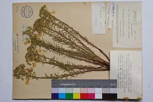 Euphorbia niciciana Borb. f. tracica Kuzm. [ SOMXXXXX0123] (c) Institute of Biodiversity and Ecosystem Research, BAS — Vascular Plants and Mosses Collections (SOM)