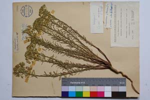 Euphorbia niciciana Borb. f. tracica Kuzm. [ SOMXXXXX0123] (2) (c) Institute of Biodiversity and Ecosystem Research, BAS — Vascular Plants and Mosses Collections (SOM)
