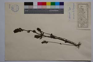 Euphragia latifolia Griseb. f. robusta Dav. [ SOMXXXXX0124] (c) Institute of Biodiversity and Ecosystem Research, BAS — Vascular Plants and Mosses Collections (SOM)