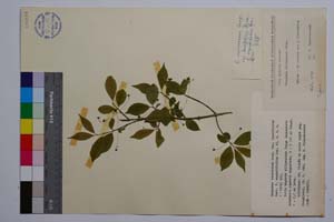 Euonymus verrucosus Scop.var. laevifolius Beck. f. angustifolius Gan. [ SOMXXXXX0125] (c) Institute of Biodiversity and Ecosystem Research, BAS — Vascular Plants and Mosses Collections (SOM)