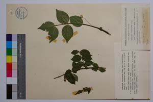 Euonymus verrucosus Scop. var. laevifolius Beck. f. cordatus Gan. [ SOMXXXXX0126] (c) Institute of Biodiversity and Ecosystem Research, BAS — Vascular Plants and Mosses Collections (SOM)