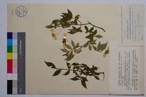 Euonymus varrucosus Scop. var. laevifolius Beck. f. parvifolius Gan. [ SOMXXXXX0127] (c) Institute of Biodiversity and Ecosystem Research, BAS — Vascular Plants and Mosses Collections (SOM)