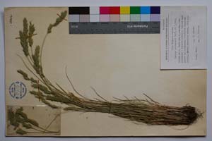 Festuca achtarovii Velch. & P. Vass. [ SOMXXXXX0128] (c) Institute of Biodiversity and Ecosystem Research, BAS — Vascular Plants and Mosses Collections (SOM)