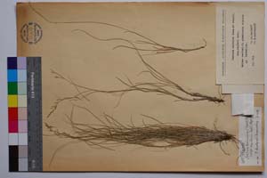Festuca xanthina Roem. & Schult. [ SOMXXXXX0129] (c) Institute of Biodiversity and Ecosystem Research, BAS — Vascular Plants and Mosses Collections (SOM)