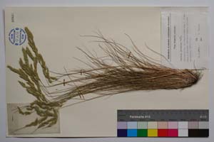 Festuca calcarea Velc. [ SOMXXXXX0130] (c) Institute of Biodiversity and Ecosystem Research, BAS — Vascular Plants and Mosses Collections (SOM)