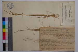 Festuca cyllenica Boiss. & Heldr. ssp. balcanica Acht. [ SOMXXXXX0131] (c) Institute of Biodiversity and Ecosystem Research, BAS — Vascular Plants and Mosses Collections (SOM)