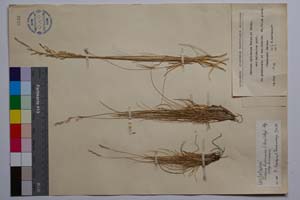 Festuca cyllenica Boiss. & Heldr. ssp. balcanica Acht. [ SOMXXXXX0131] (2) (c) Institute of Biodiversity and Ecosystem Research, BAS — Vascular Plants and Mosses Collections (SOM)