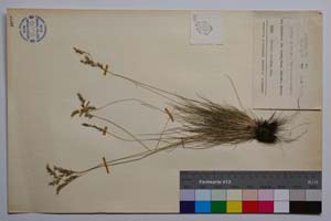 Festuca dalmatica (Hack.) Richt. ssp. leiophylla Koz. [ SOMXXXXX0132] (c) Institute of Biodiversity and Ecosystem Research, BAS — Vascular Plants and Mosses Collections (SOM)
