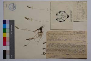 Festuca dalmatica (Hack.) Richt. var. stojanovii Acht. f. hispida Acht. [ SOMXXXXX0133] (c) Institute of Biodiversity and Ecosystem Research, BAS — Vascular Plants and Mosses Collections (SOM)