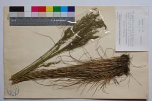 Festuca maleschevica Velc. & P. Vass. [ SOMXXXXX0134] (c) Institute of Biodiversity and Ecosystem Research, BAS — Vascular Plants and Mosses Collections (SOM)