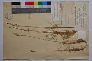 Festuca pungens Kit. var. penzesi Acht. [ SOMXXXXX0135] (c) Institute of Biodiversity and Ecosystem Research, BAS — Vascular Plants and Mosses Collections (SOM)