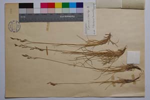 Festuca pungens Kit. var. penzesi Acht. [ SOMXXXXX0135] (2) (c) Institute of Biodiversity and Ecosystem Research, BAS — Vascular Plants and Mosses Collections (SOM)