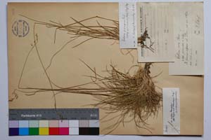 Festuca pirinensis Acht. [ SOMXXXXX0136] (c) Institute of Biodiversity and Ecosystem Research, BAS — Vascular Plants and Mosses Collections (SOM)