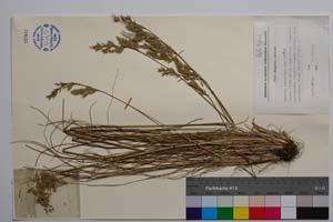 Festuca staroplaninica Velchev [ SOMXXXXX0137] (c) Институт по биоразнообразие и екосистемни изследвания, БАН — Колекции висши растения и мъхове (SOM)