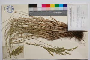 Festuca vandovii Velchev [ SOMXXXXX0138] (c) Institute of Biodiversity and Ecosystem Research, BAS — Vascular Plants and Mosses Collections (SOM)
