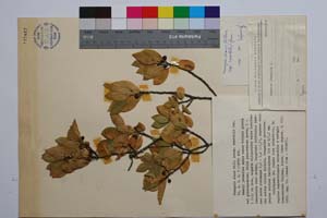 Frangula alnus Mill. ssp. saxatilis Gan. [ SOMXXXXX0139] (c) Institute of Biodiversity and Ecosystem Research, BAS — Vascular Plants and Mosses Collections (SOM)