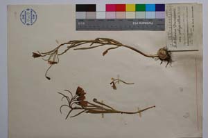 Fritillaria drenovski var. polyantha Rech. fil. [ SOMXXXXX0141] (c) Institute of Biodiversity and Ecosystem Research, BAS — Vascular Plants and Mosses Collections (SOM)