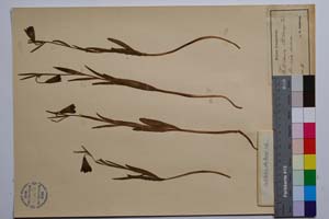 Fritillaria sribrnyi Vel. [ SOMXXXXX0142] (c) Institute of Biodiversity and Ecosystem Research, BAS — Vascular Plants and Mosses Collections (SOM)
