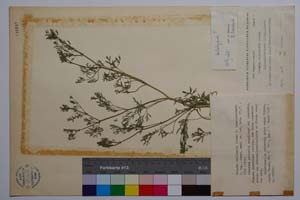 Fumaria vailantii Loisel f. longibracteata P. Pan. [ SOMXXXXX0143] (c) Institute of Biodiversity and Ecosystem Research, BAS — Vascular Plants and Mosses Collections (SOM)