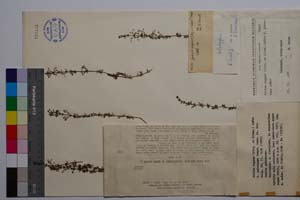 Galium aegum (Stoj. et Kitan.) Anchev f. pubescens Anchev [ SOMXXXXX0144] (c) Institute of Biodiversity and Ecosystem Research, BAS — Vascular Plants and Mosses Collections (SOM)