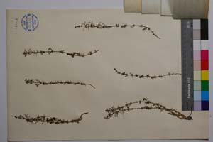 Galium aegum (Stoj. et Kitan.) Anchev f. pubescens Anchev [ SOMXXXXX0144] (2) (c) Institute of Biodiversity and Ecosystem Research, BAS — Vascular Plants and Mosses Collections (SOM)