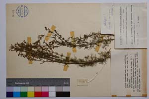 Galium flavescens Borb. var. brevifolium Anchev [ SOMXXXXX0146] (c) Institute of Biodiversity and Ecosystem Research, BAS — Vascular Plants and Mosses Collections (SOM)